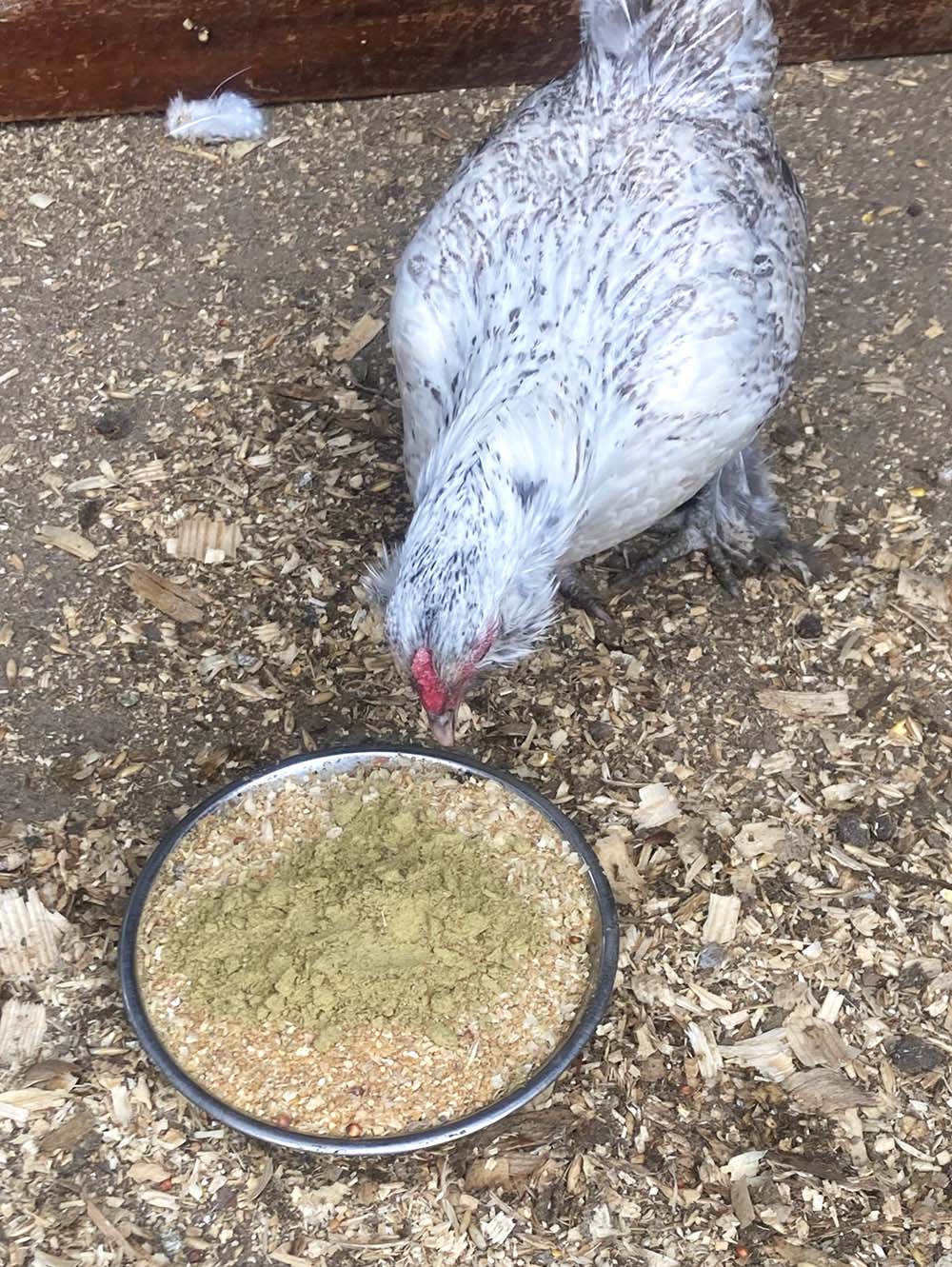 Pumpkin Seed Delight - Add To Feed For For Healthy Coops by Dahlia Pets