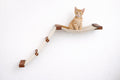 The Lift- Cat Hammock Bed by Catastrophic Creations