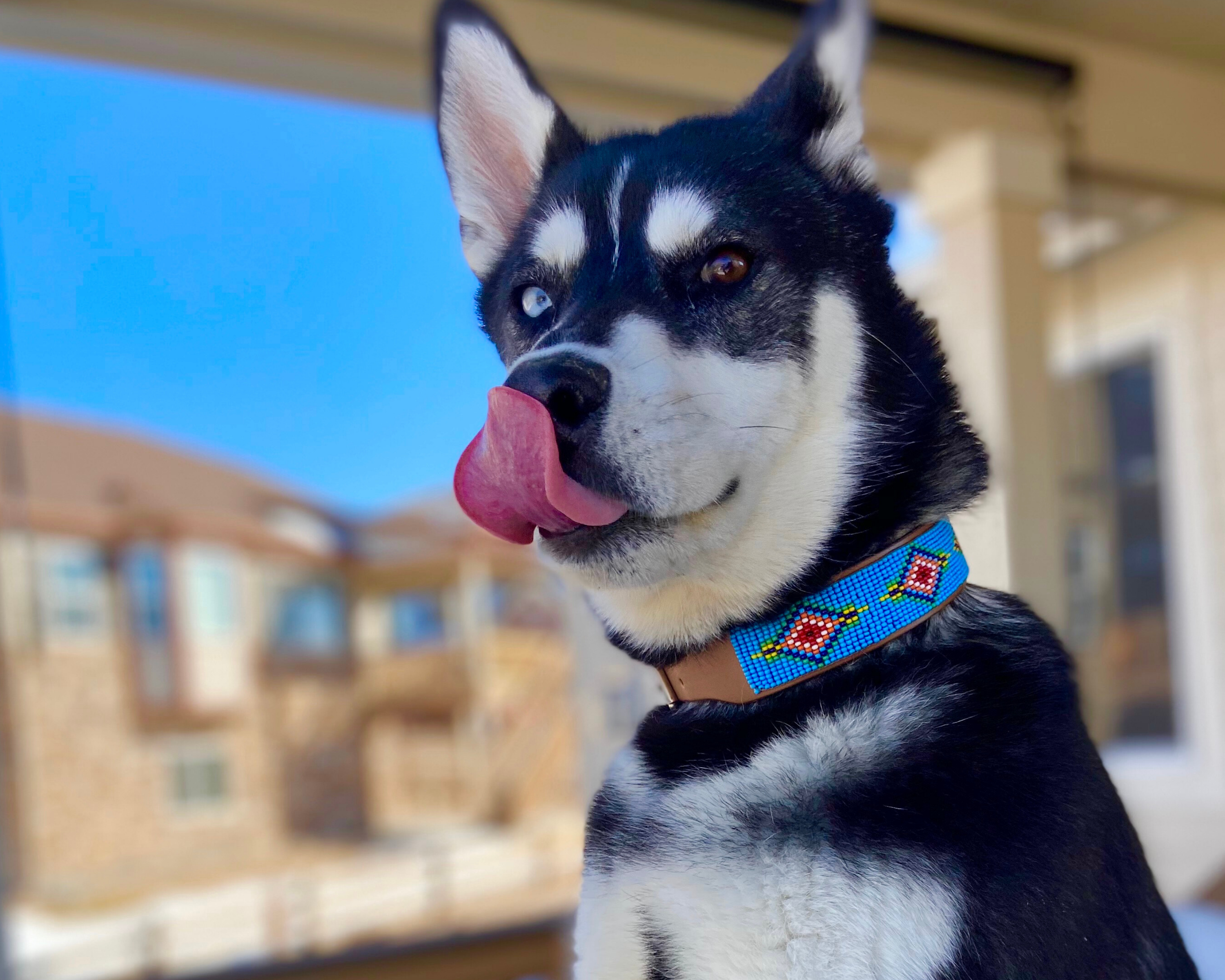 Blue Vogue Sambboho dog collar by Sambboho