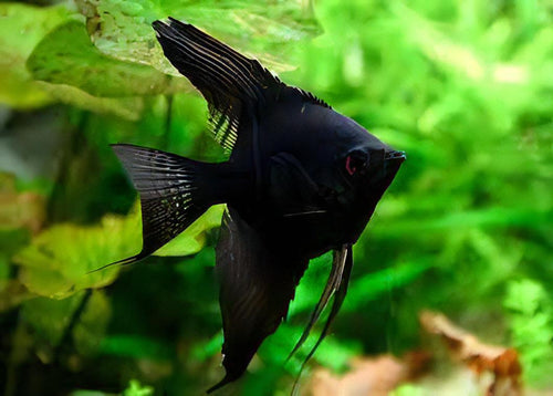 Black Angelfish (Pterophyllum scalare "Black") by Danaqua Live Fish & More