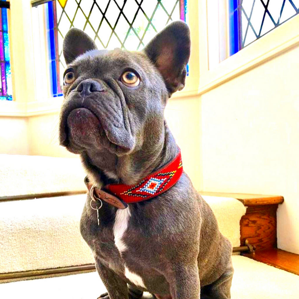 Red Vogue Sambboho dog collar by Sambboho