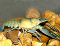Crayfish by Danaqua Live Fish & More