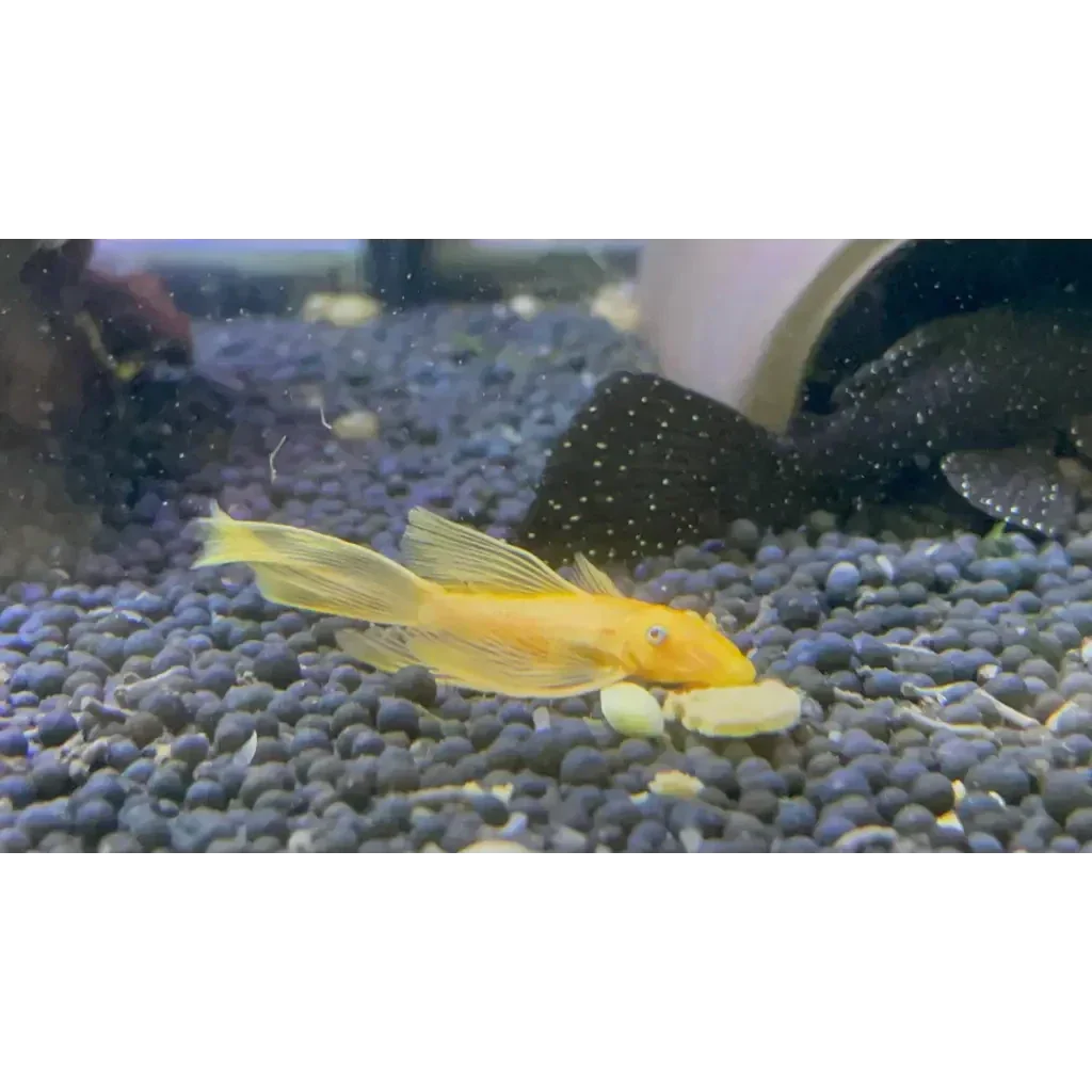 L144 Blue Eye Lemon Bristlenose Pleco (Ancistrus sp) by Danaqua Live Fish & More