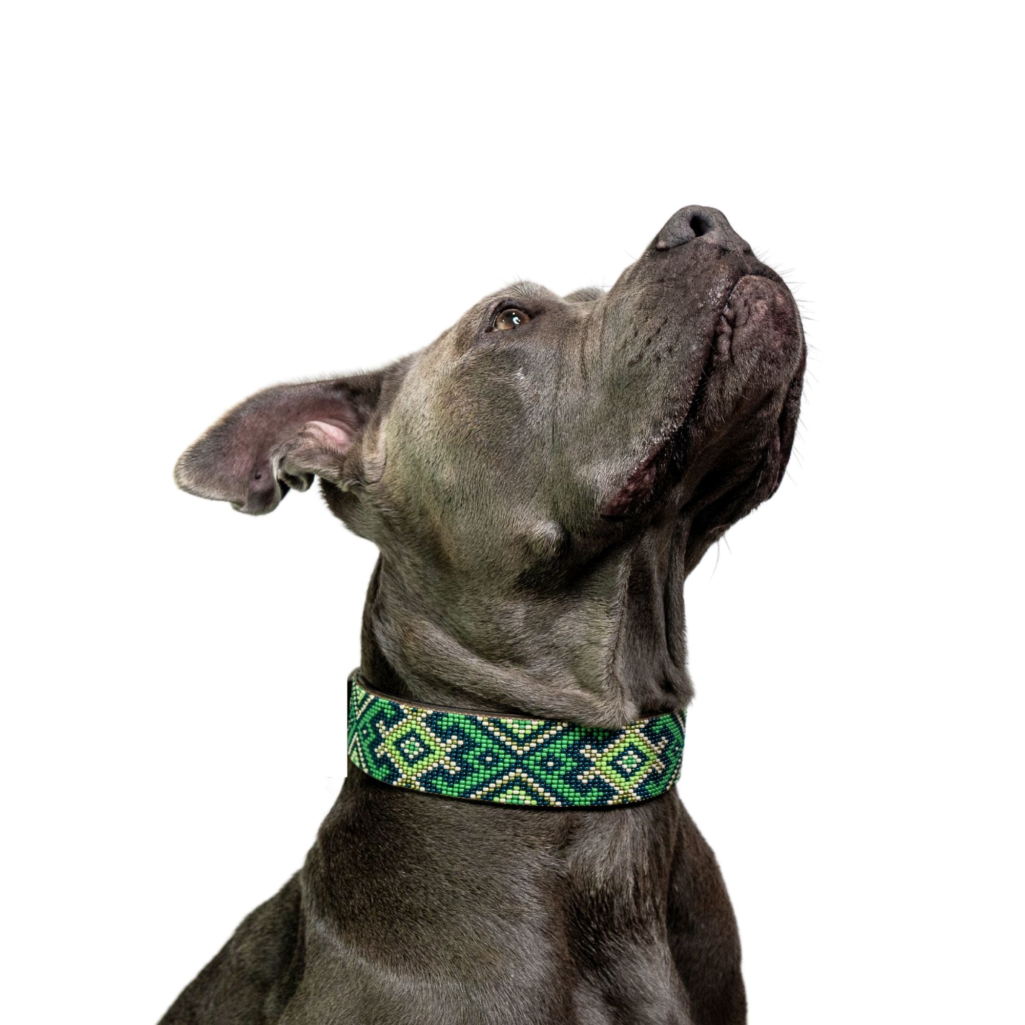 Lucky Sambboho dog collar by Sambboho