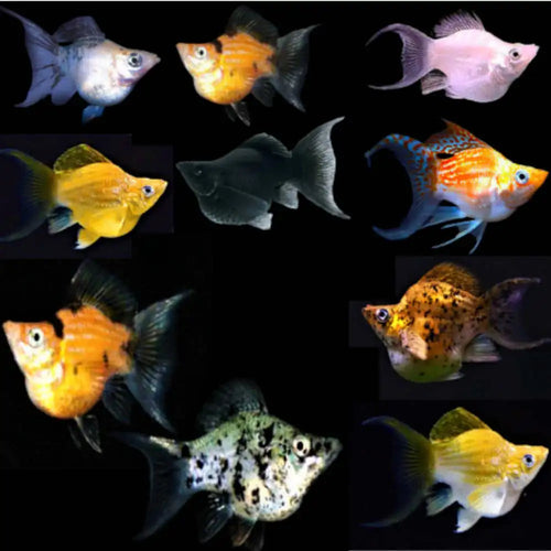 Balloon Lyretail Mollies by Danaqua Live Fish & More