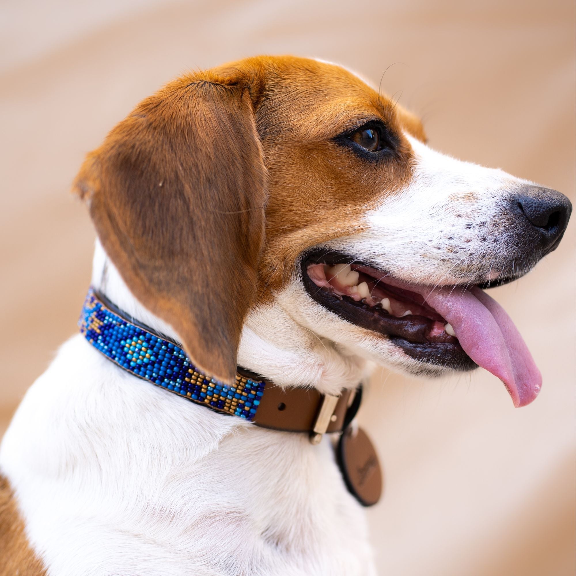 Maldives Sambboho dog collar (Glam Collection) by Sambboho