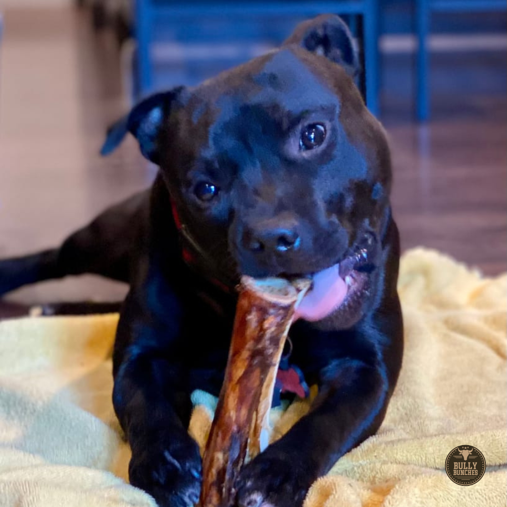 5-6 Inch Marrow Bone by Bully Bunches