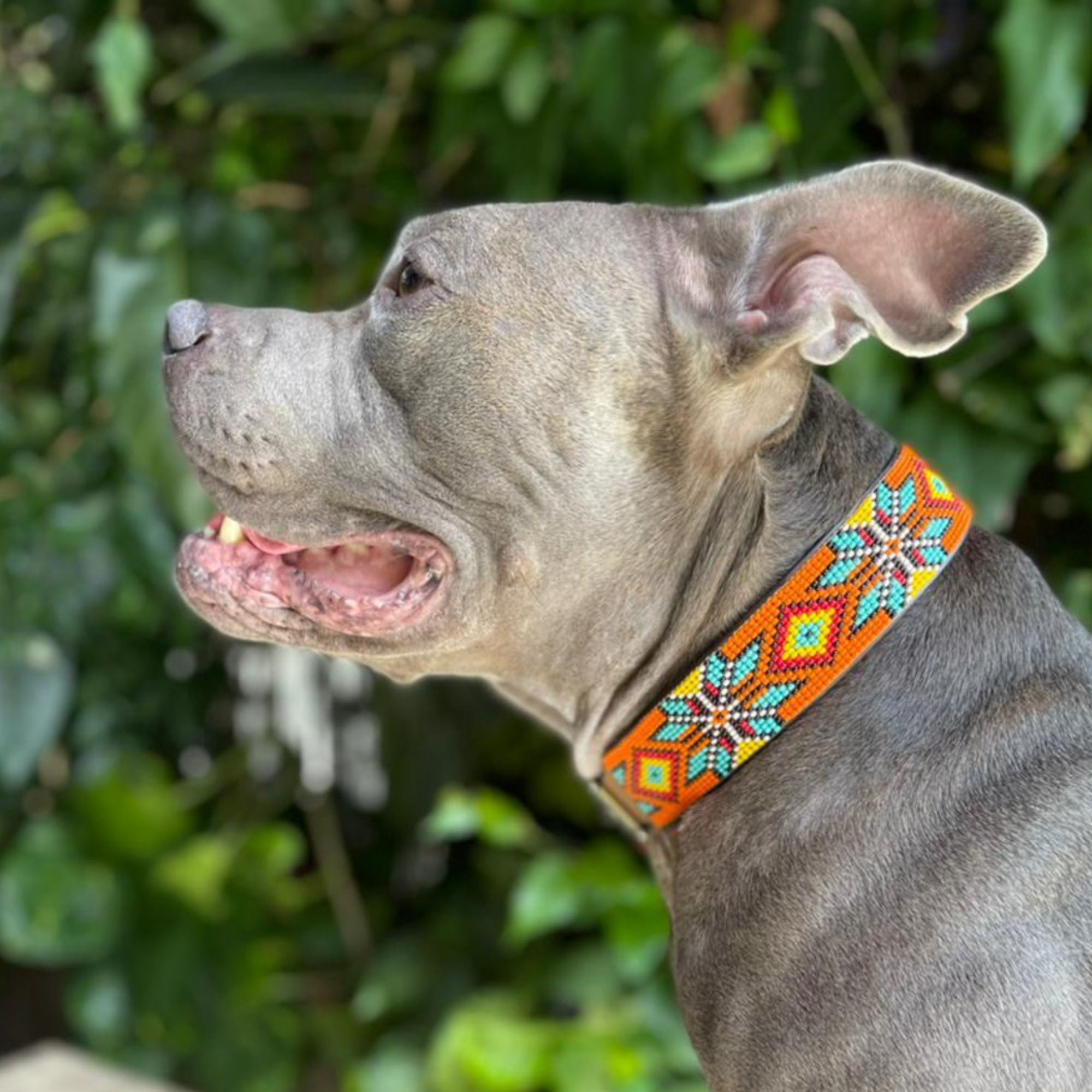 Maui Sambboho dog collar (made to order) by Sambboho