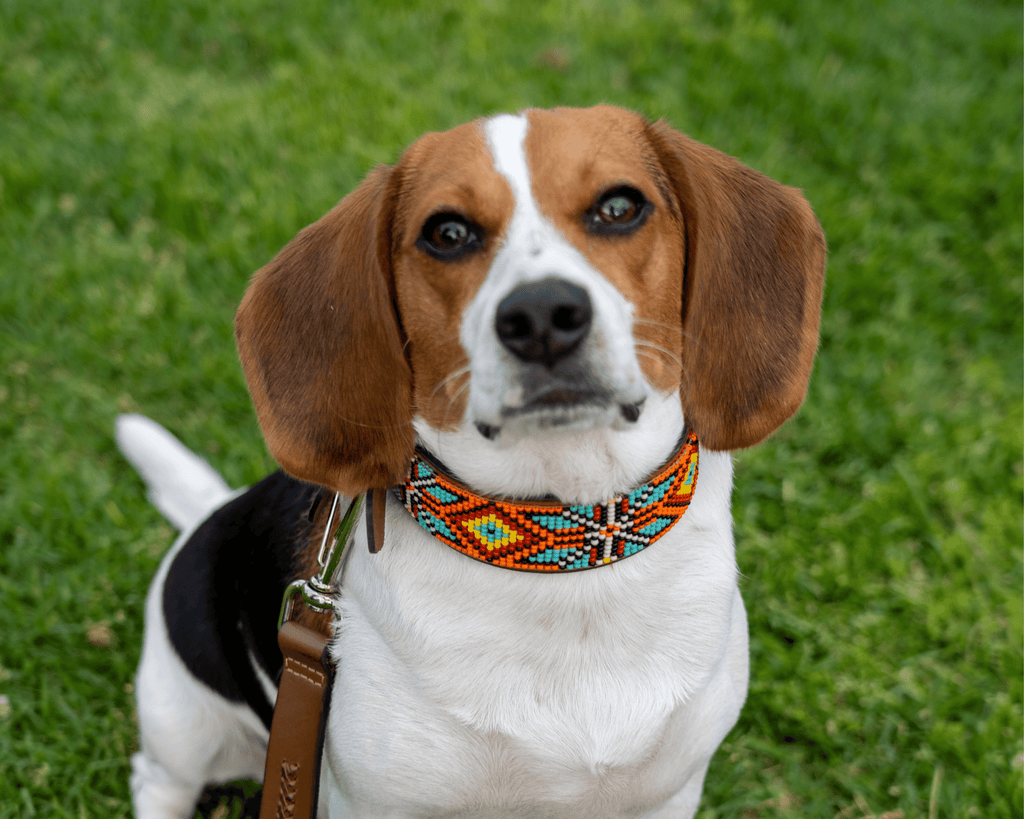 Maui Sambboho dog collar (made to order) by Sambboho