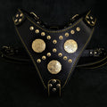 The "Maximus" harness black & gold by Bestia Dog Gear
