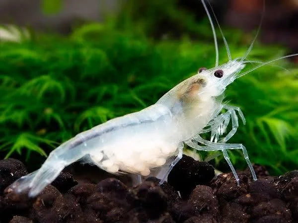 Snow Ball Shrimp by Danaqua Live Fish & More