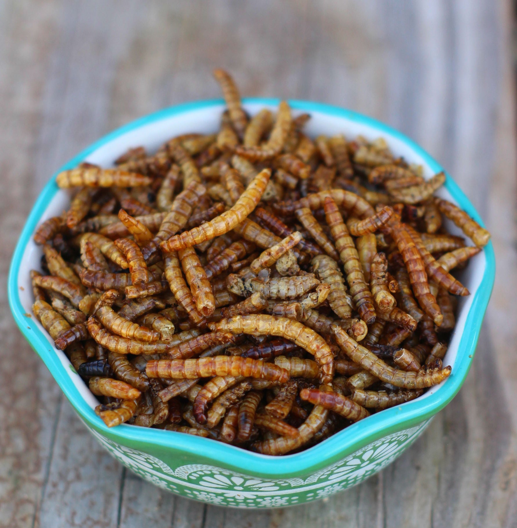USA Mealworms -- LoveBugs For Hens (TM) by Dahlia Pets