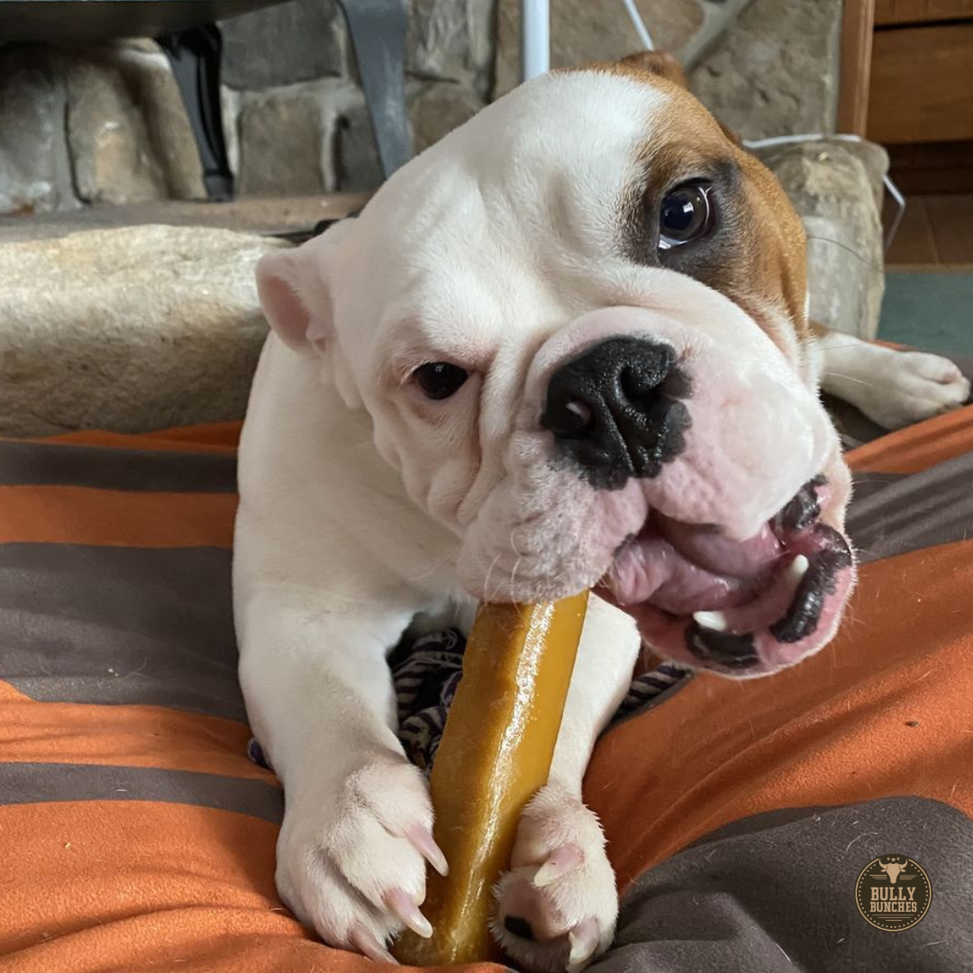 Himalayan Yak Chew (MEDIUM) by Bully Bunches