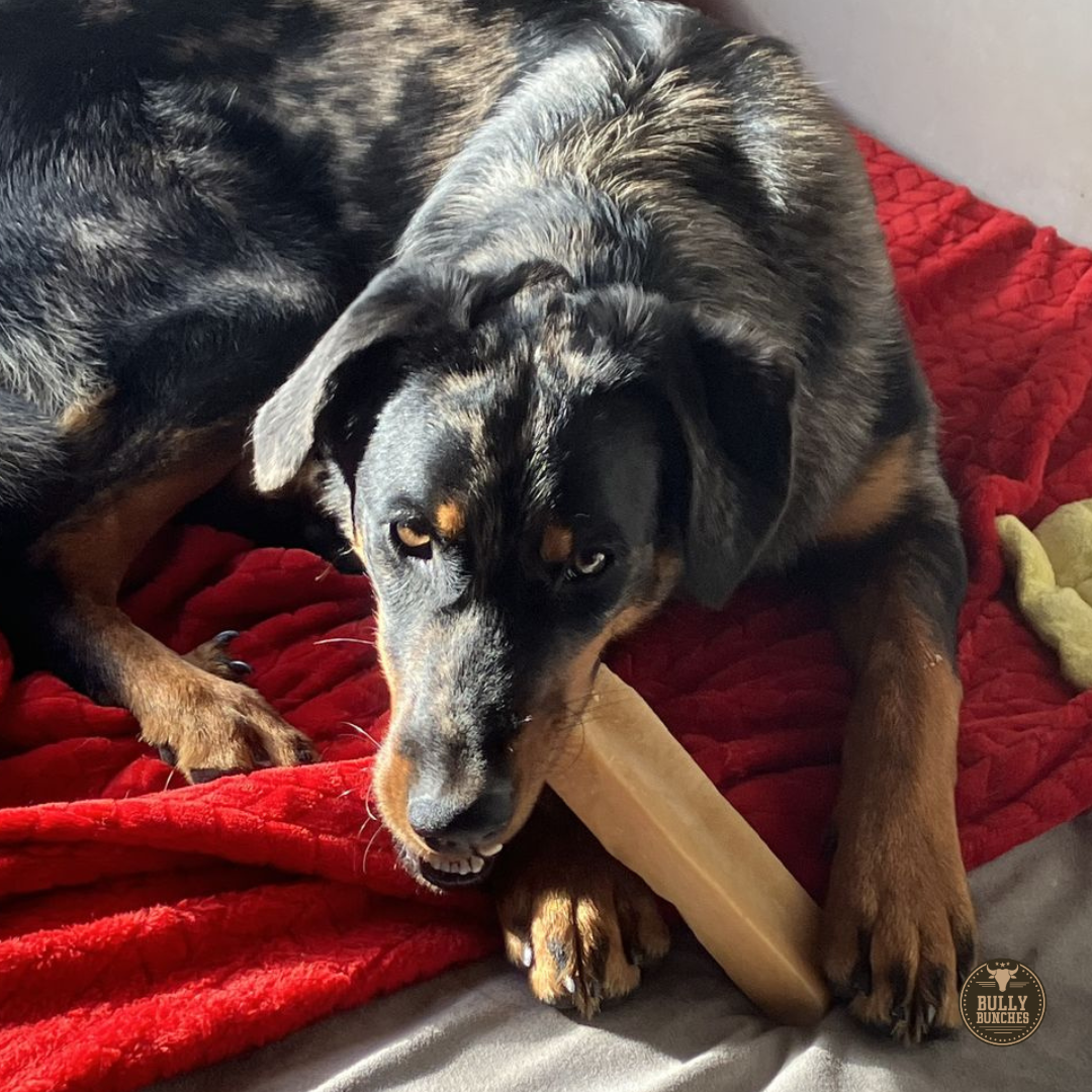 Himalayan Yak Chew (MEGA) by Bully Bunches