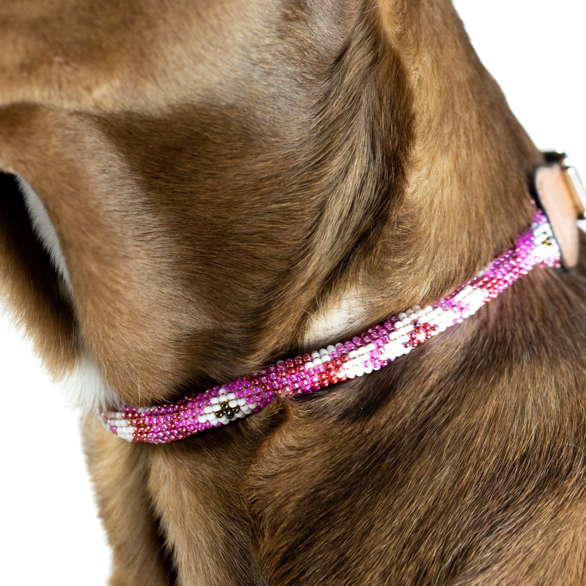 Melrose Sambboho dog collar (rolled) by Sambboho