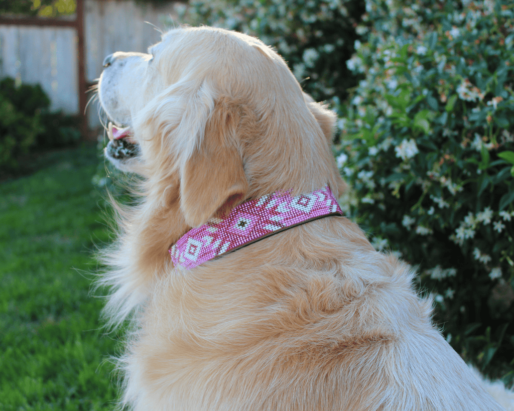 Matching leash/dog collar Melrose Sambboho Bundle by Sambboho