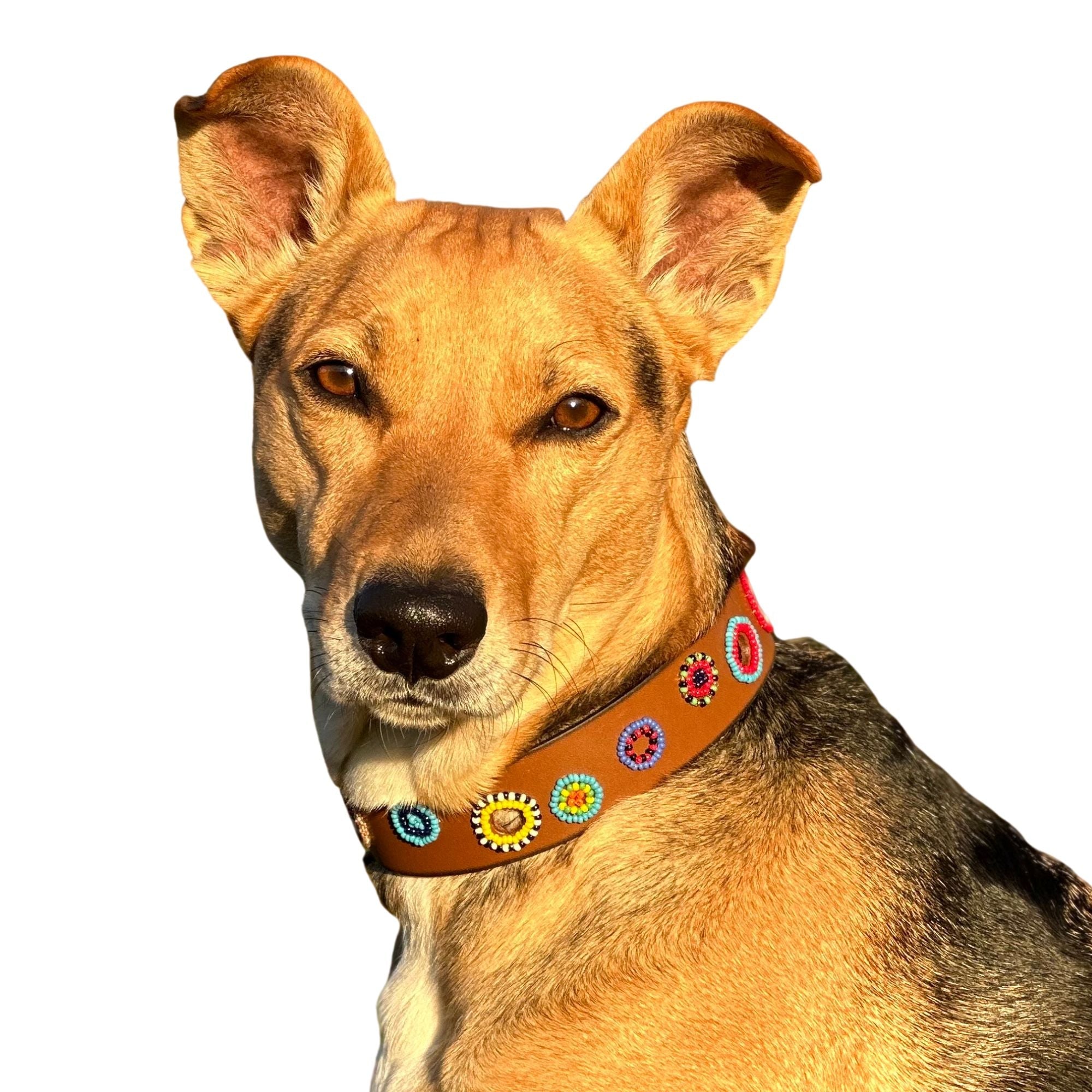 Miami Sambboho dog collar (made to order) by Sambboho