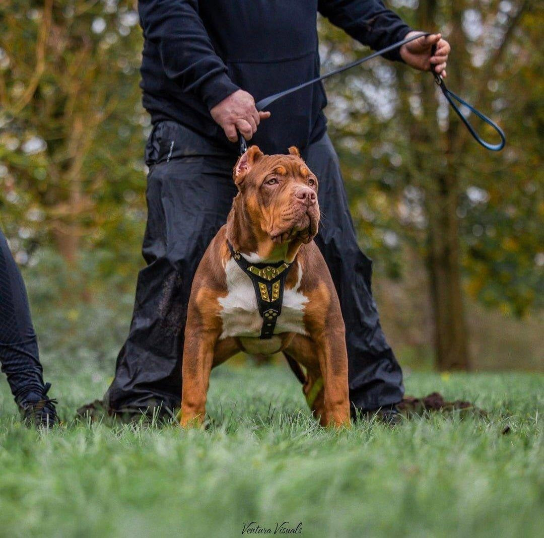 The ''Midas'' leather dog harness gold by Bestia Dog Gear
