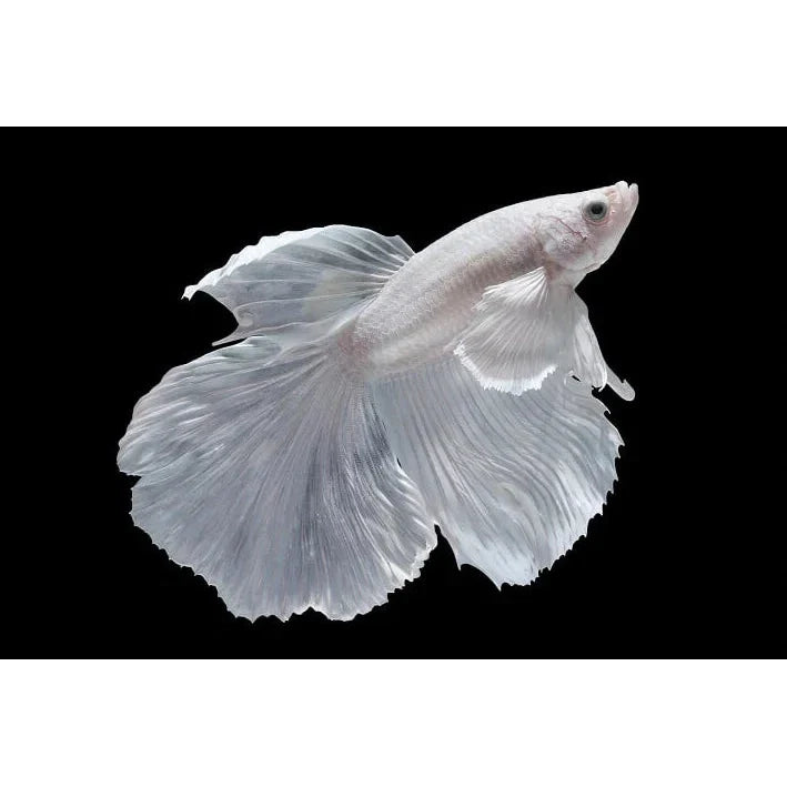 White Halfmoon Betta (Male) by Danaqua Live Fish & More