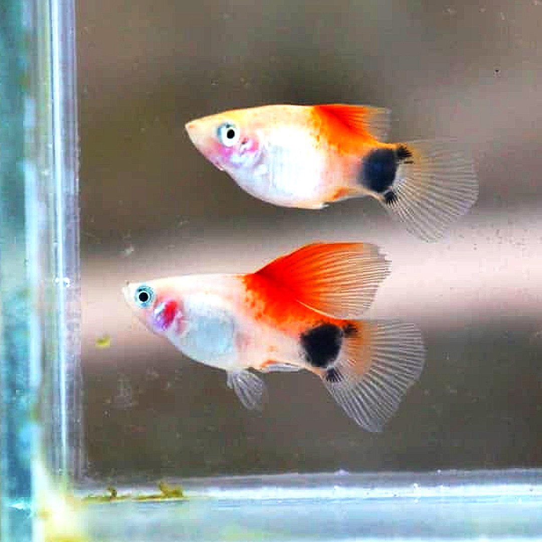 Red & White Mickey Mouse by Danaqua Live Fish & More