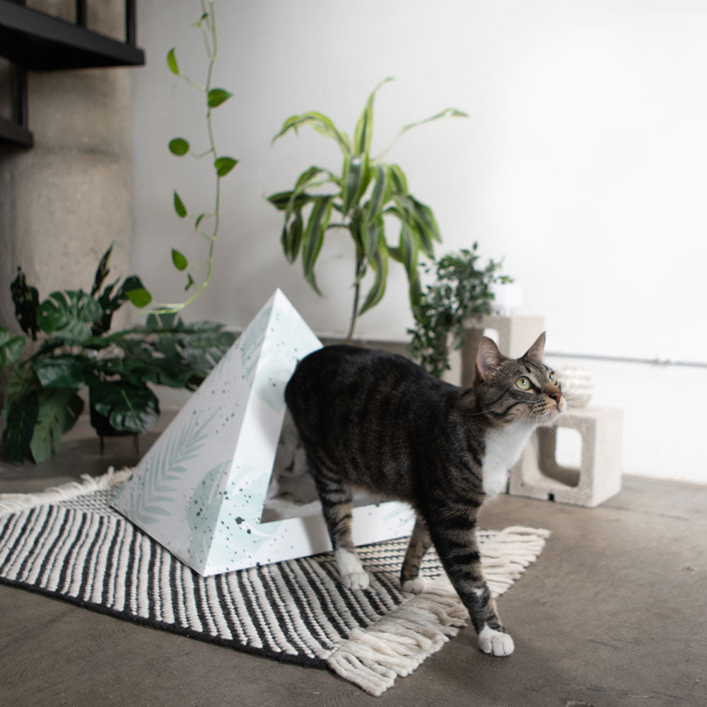 Oasis Cardboard Cat Pyramid by KittyKardboard