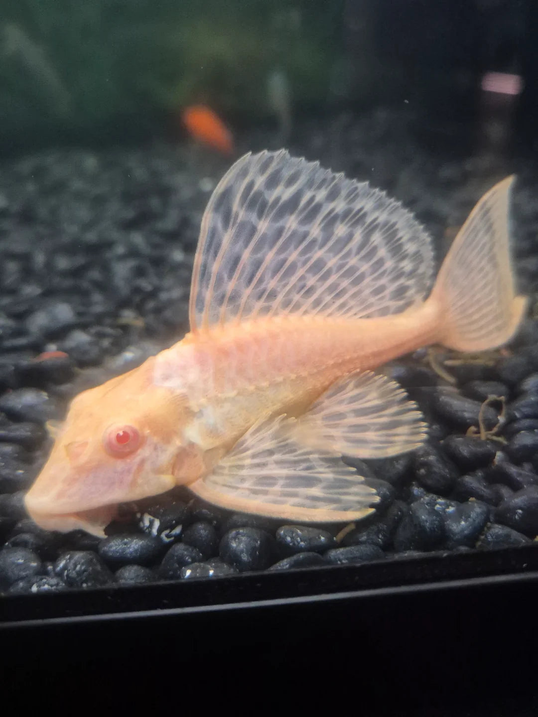 Gibbiceps Albino Pleco (Albino Sailfin Pleco) by Danaqua Live Fish & More