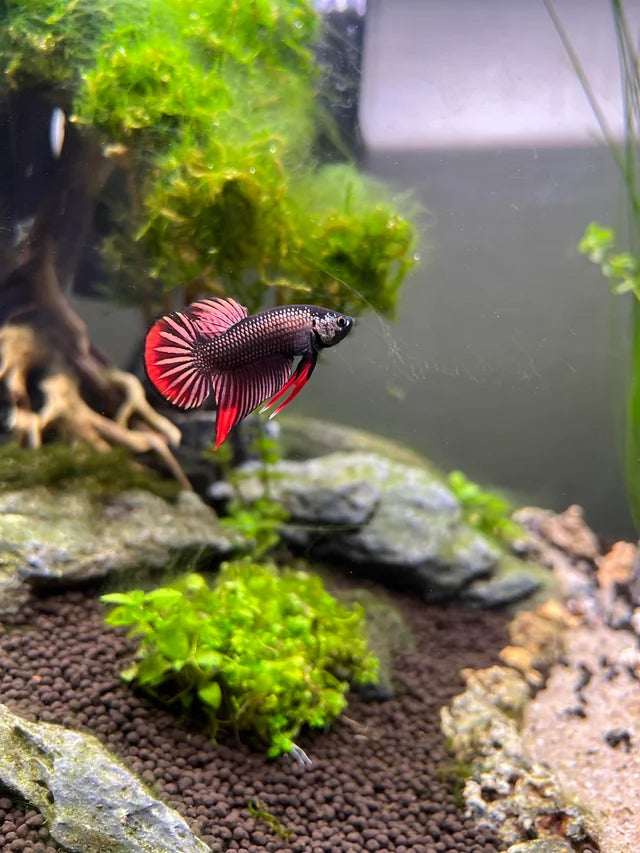 Wild bettas Type (Male) by Danaqua Live Fish & More