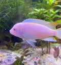 Albino Zebra CICHLID by Danaqua Live Fish & More