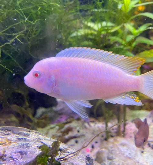 Albino Zebra CICHLID by Danaqua Live Fish & More