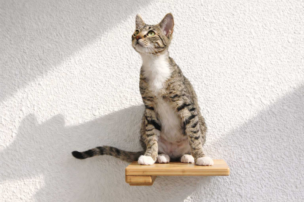 Cat Climbing Shelf by Catastrophic Creations