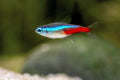 Neon Tetra (PACK OF 6)