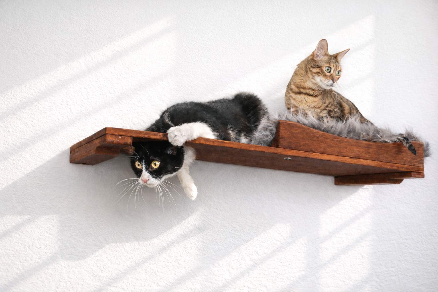 The Cat Nest Bed by Catastrophic Creations