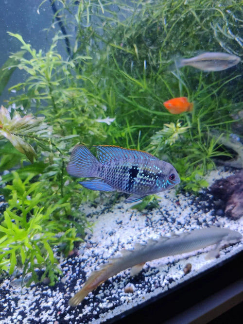 Blue Acara (Aequidens pulcher) by Danaqua Live Fish & More