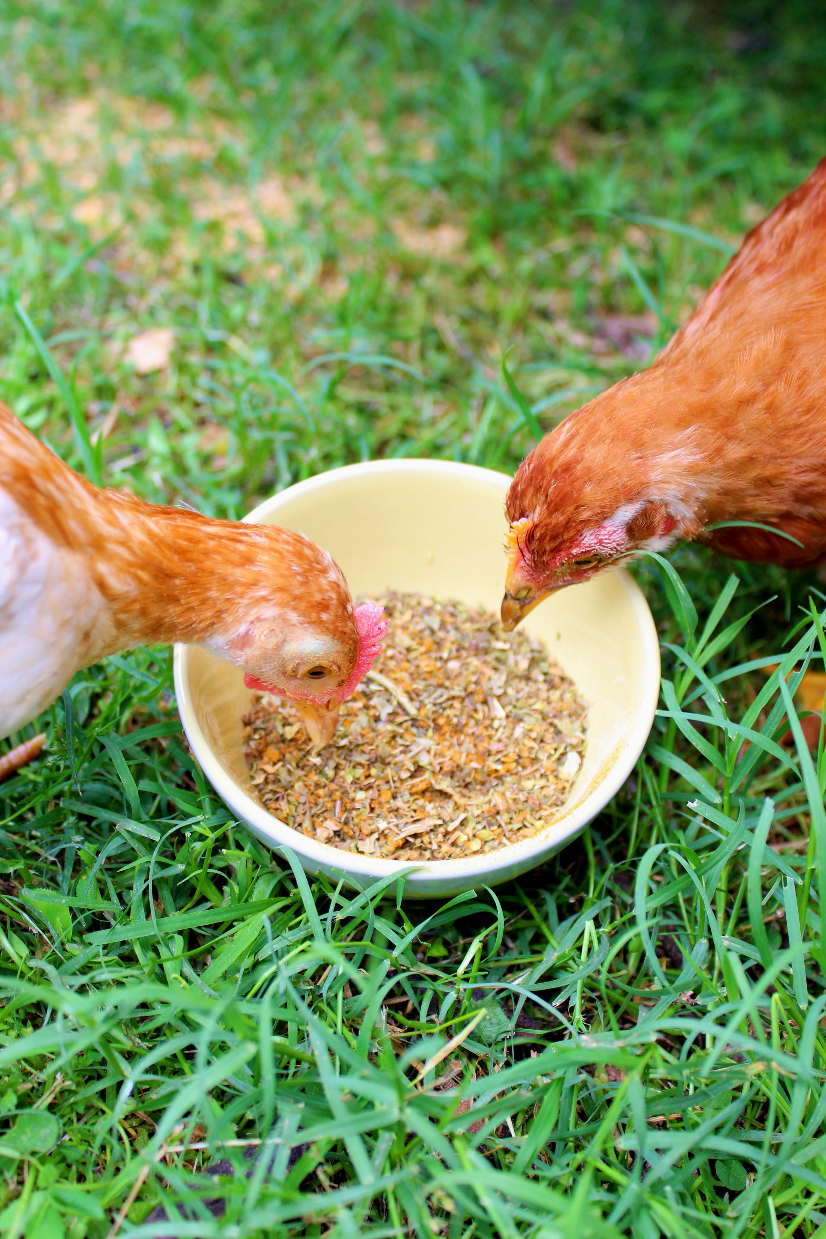 BreatheRight (TM) Coop Herbs For Clean & Great Smelling Coops by Dahlia Pets