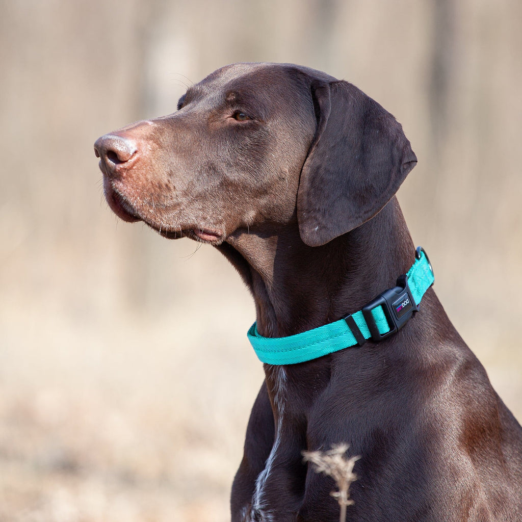 Nylon Flat Dog Collar by Dogline