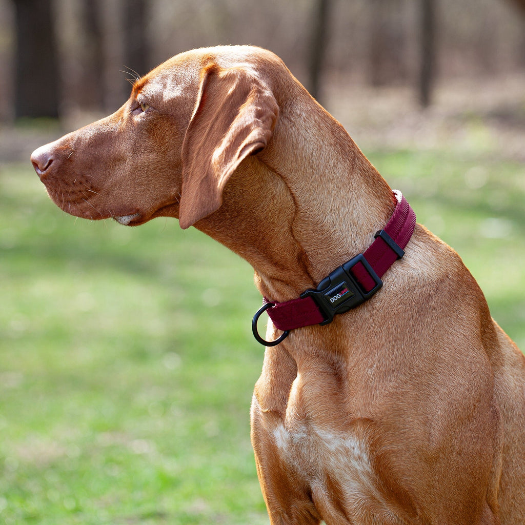 Nylon Flat Dog Collar by Dogline