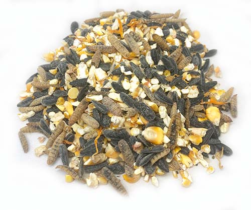 Omega Burst: Omega Rich Treat For Great Eggs & Feathers! by Dahlia Pets