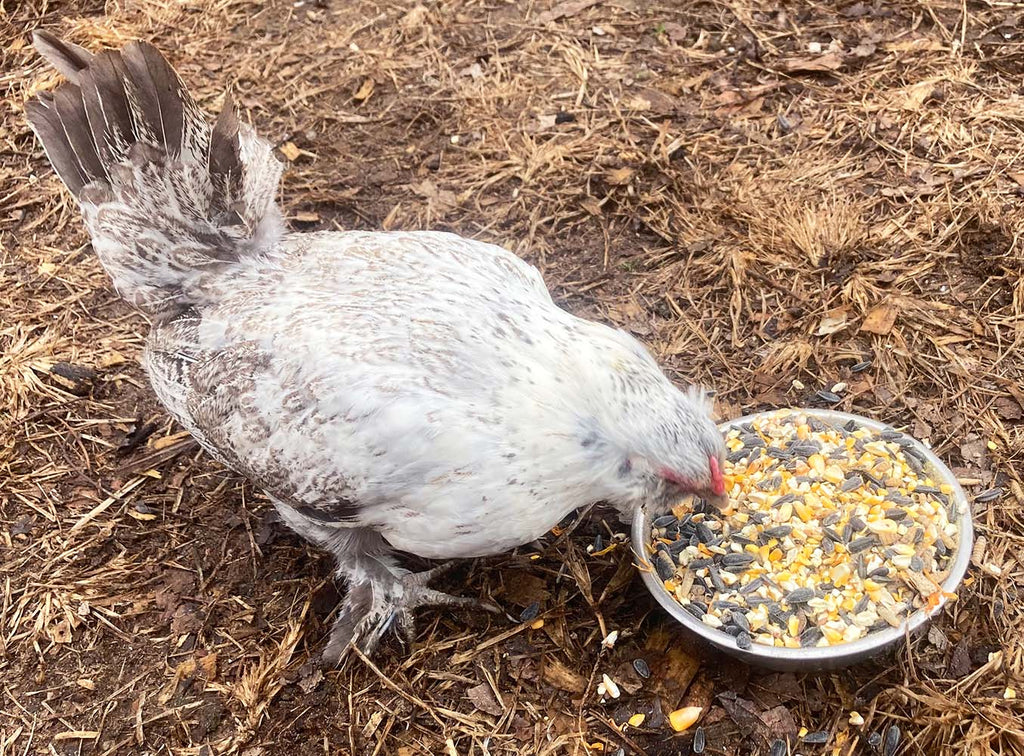 Omega Burst: Omega Rich Treat For Great Eggs & Feathers! by Dahlia Pets