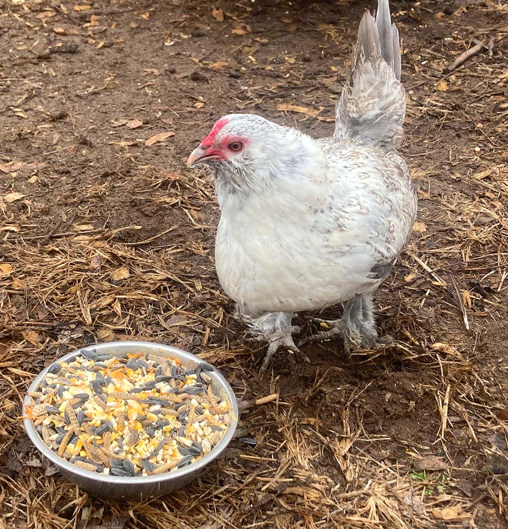 Omega Burst: Omega Rich Treat For Great Eggs & Feathers! by Dahlia Pets