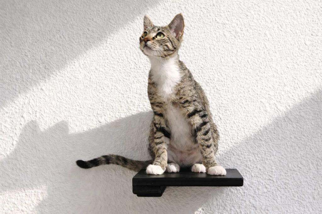 Cat Climbing Shelf by Catastrophic Creations