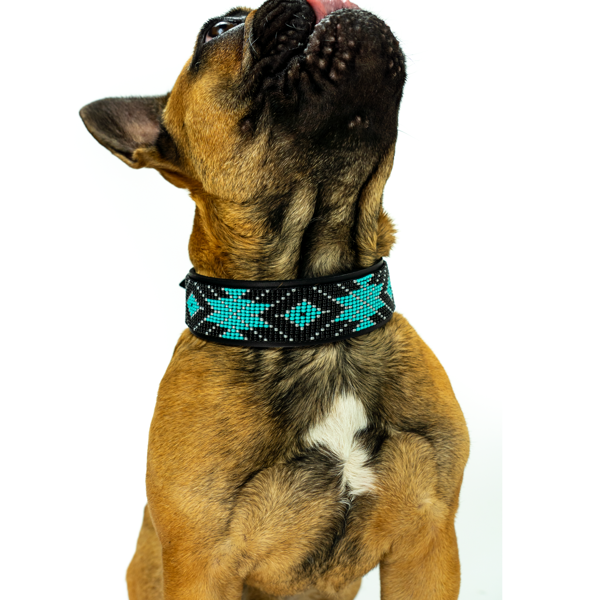 Saint Barth Sambboho dog collar (Deluxe Edition) by Sambboho