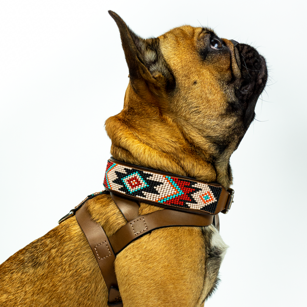 Phoenix Sambboho dog collar by Sambboho