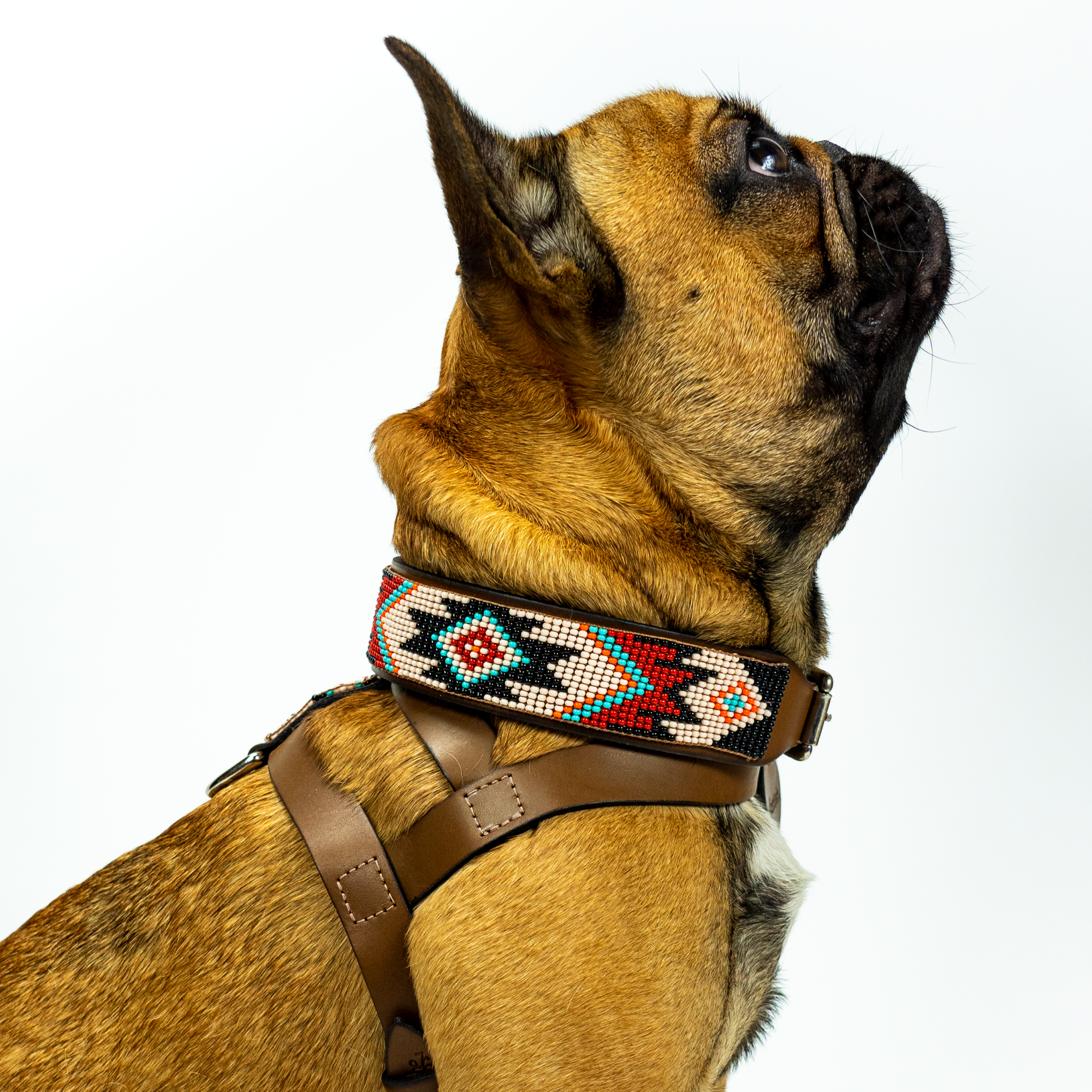 Phoenix Sambboho dog collar by Sambboho