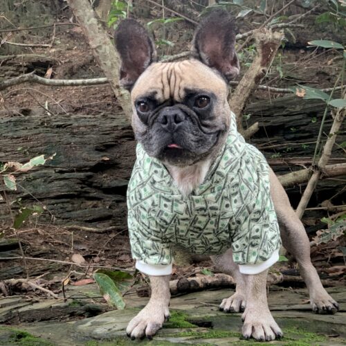Money Print Dog Hoodie by Furr Baby Gifts
