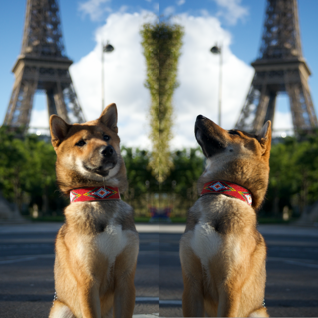 Red Vogue Sambboho dog collar by Sambboho
