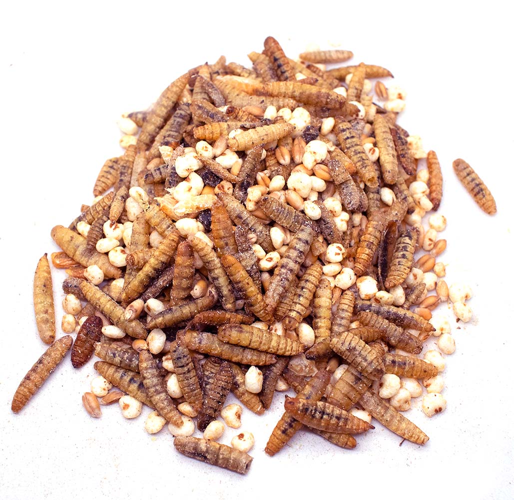 Cluckin Great Time Textured Treat To Encourage Foraging by Dahlia Pets