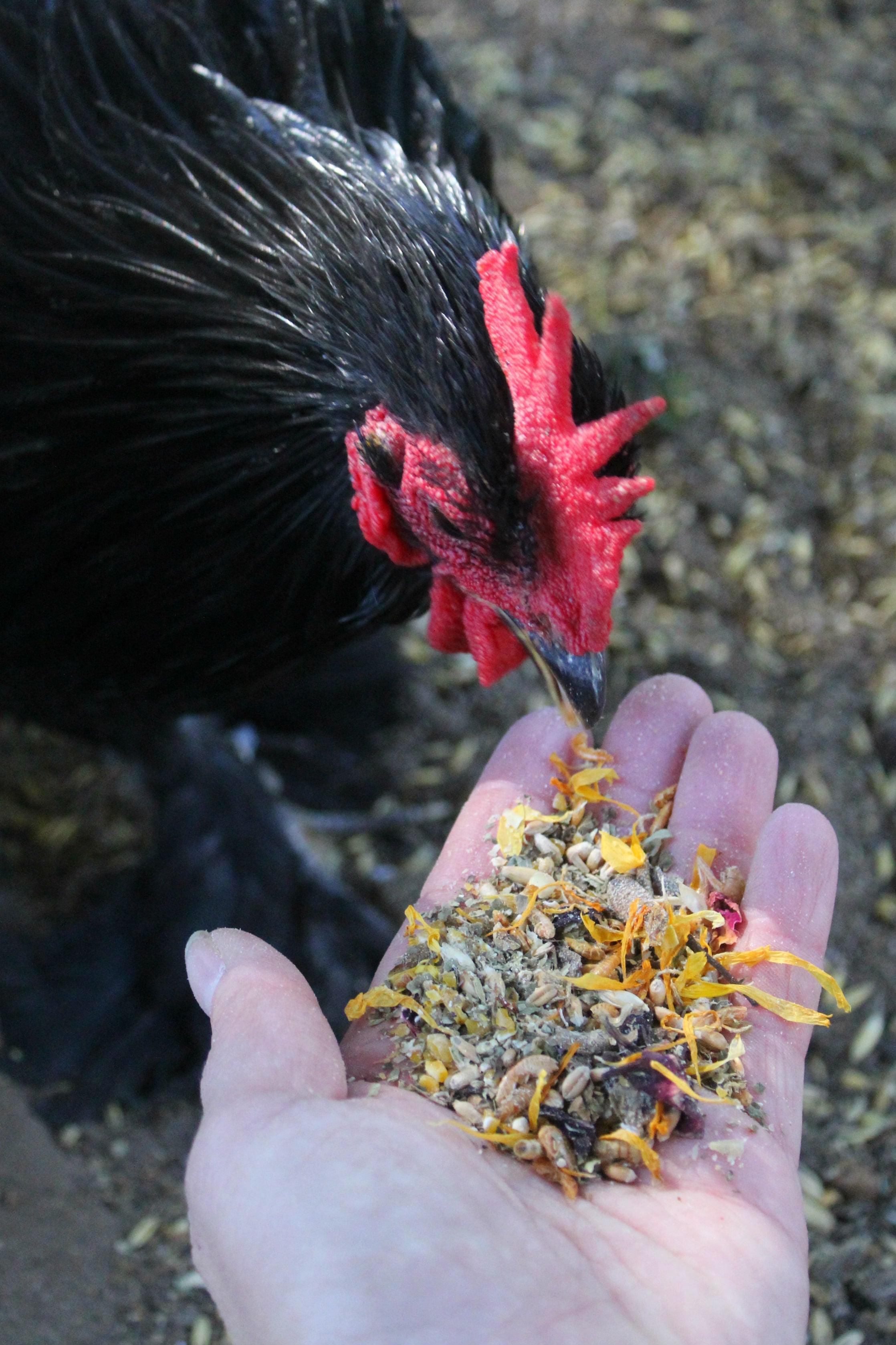 PowerHen (TM) High Protein Treat With Mealworms, Black Soldier Fly Larvae, & Herbs For Backyard Chickens by Dahlia Pets