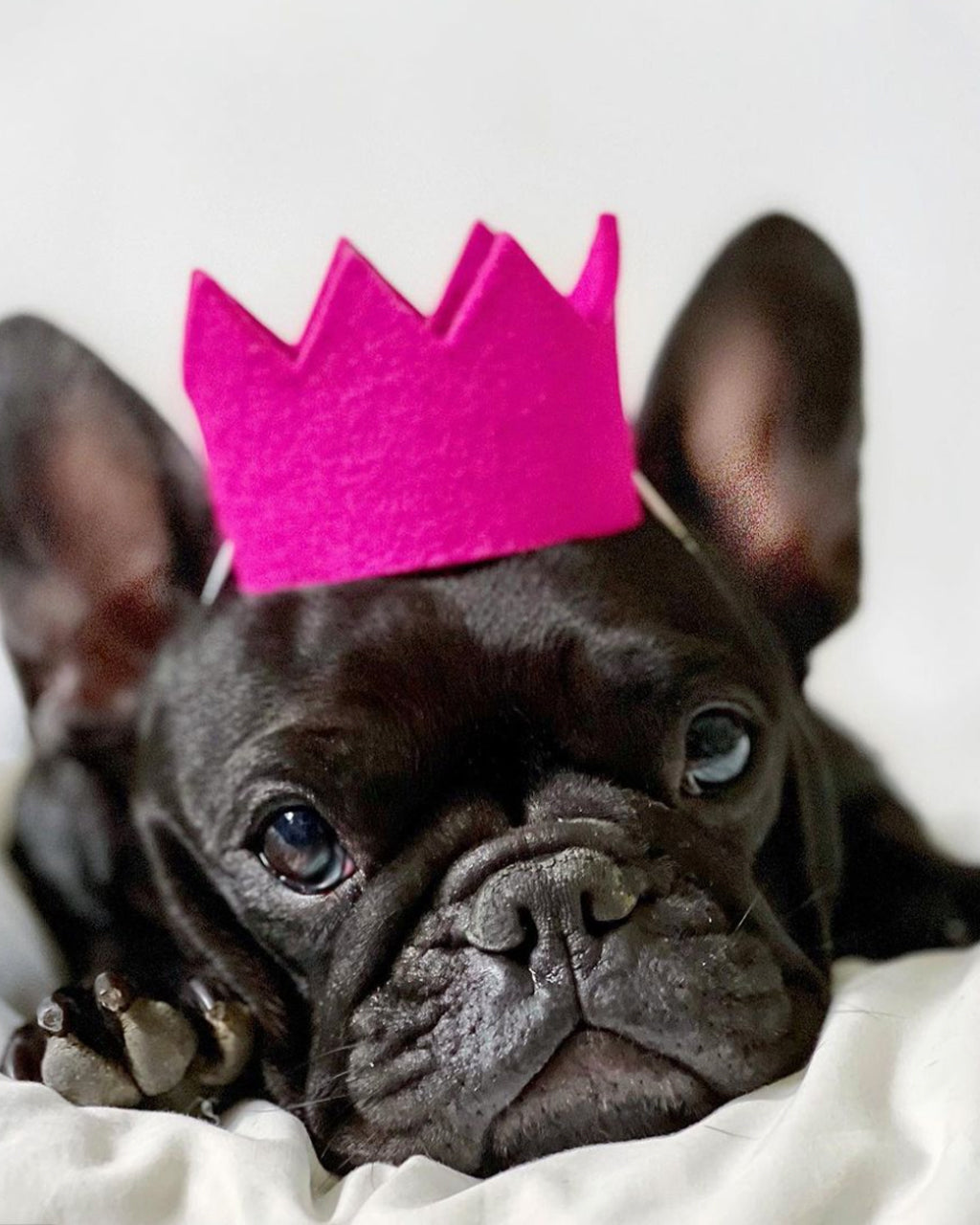 BRIGHT PARTY CROWNS by MODERNBEAST