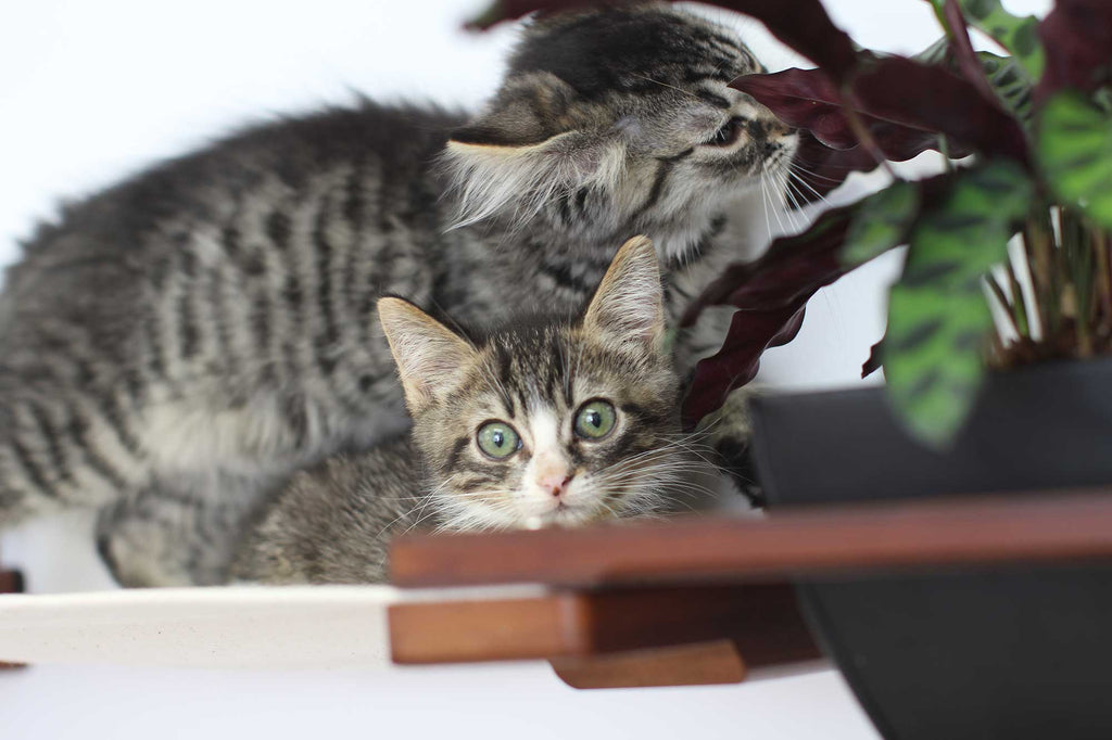 Cat Hammock Wall with Planter by Catastrophic Creations