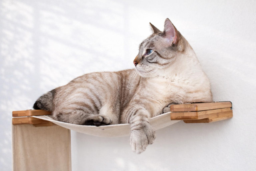 The Play - A Cat Play Wall System by Catastrophic Creations